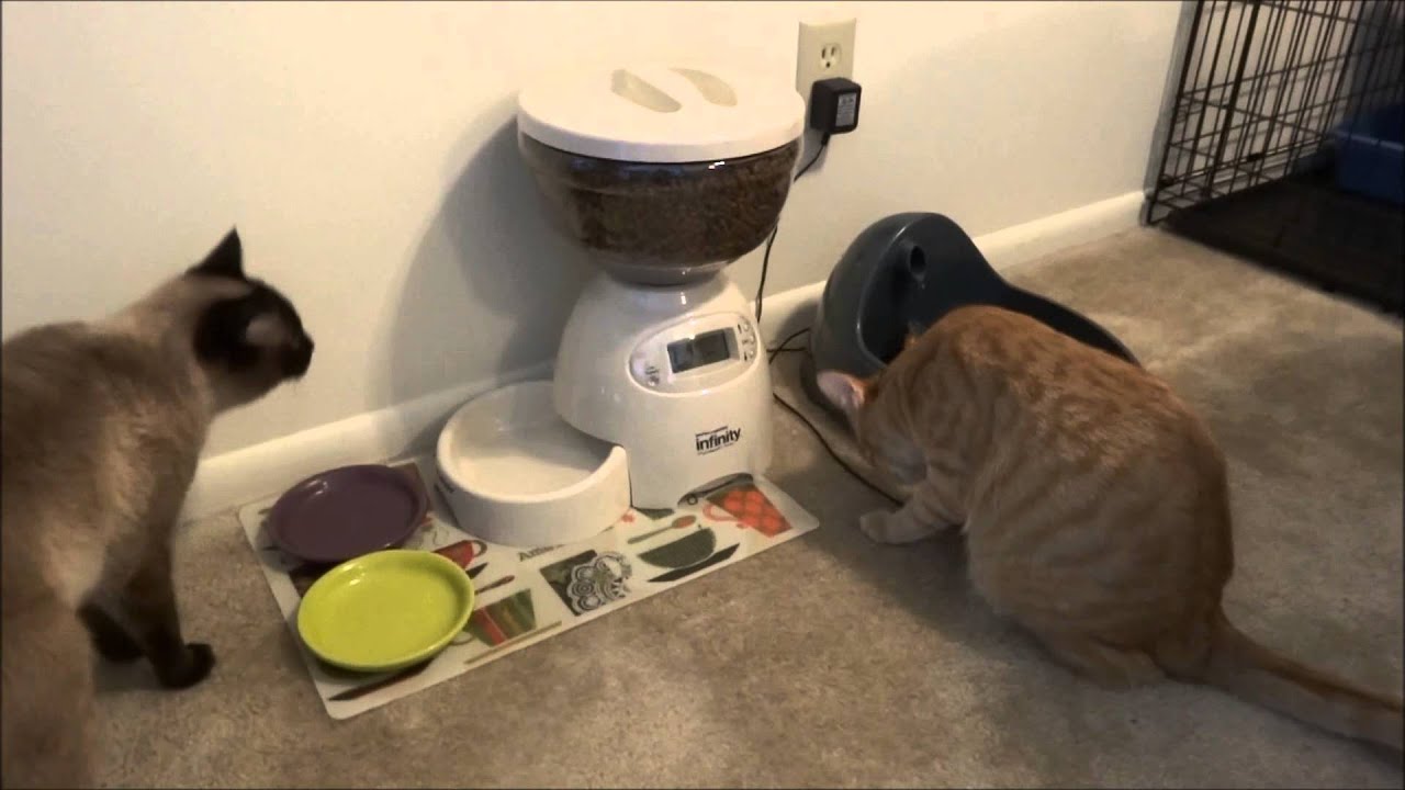 automatic cat feeder instructions